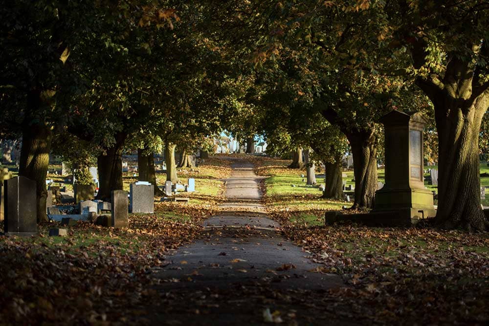 image of treelined walkway in cemetery